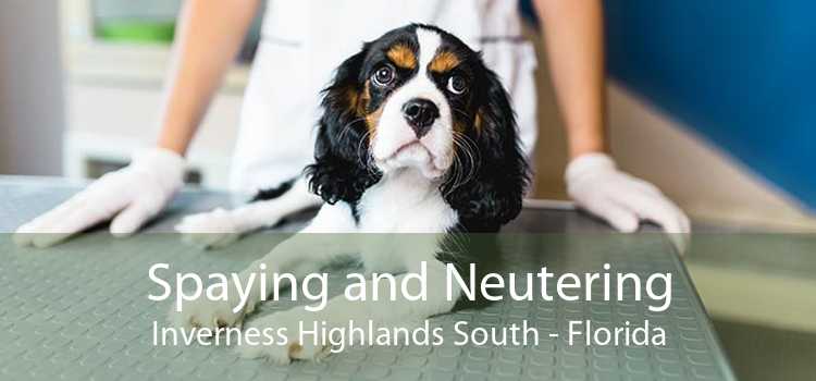 Spaying and Neutering Inverness Highlands South - Florida