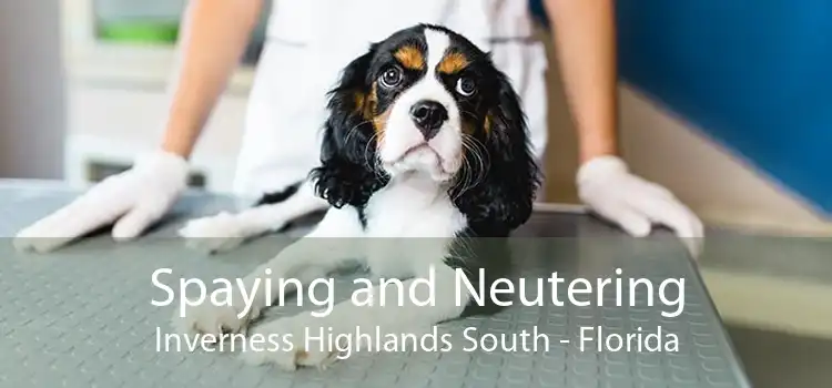 Spaying and Neutering Inverness Highlands South - Florida