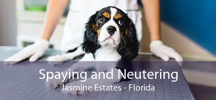 Spaying and Neutering Jasmine Estates - Florida