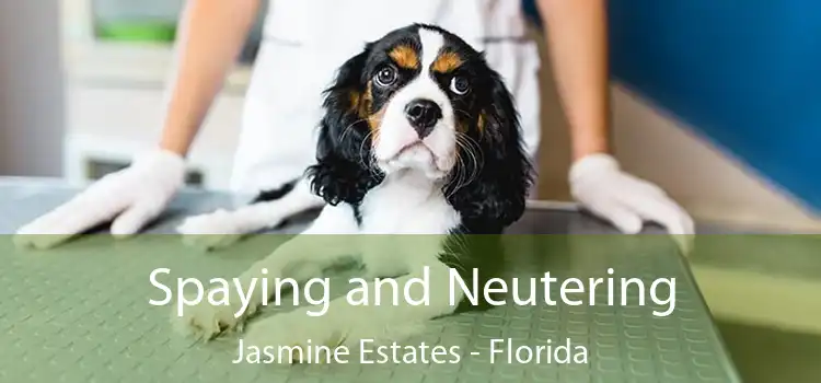 Spaying and Neutering Jasmine Estates - Florida