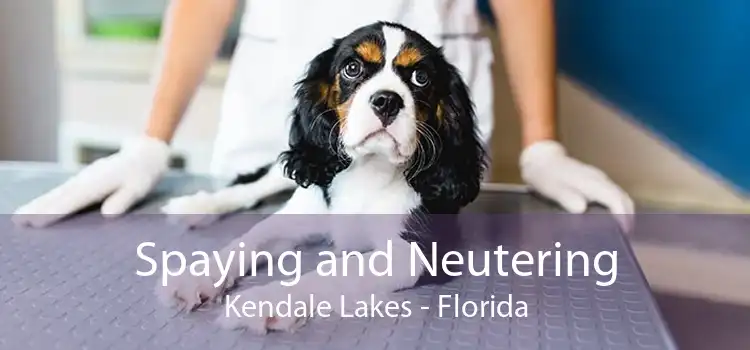 Spaying and Neutering Kendale Lakes - Florida