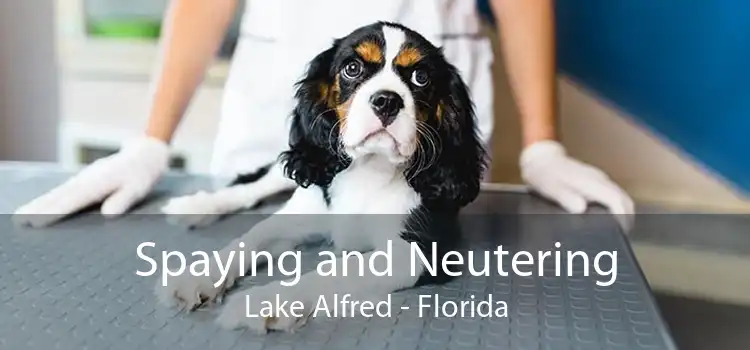 Spaying and Neutering Lake Alfred - Florida