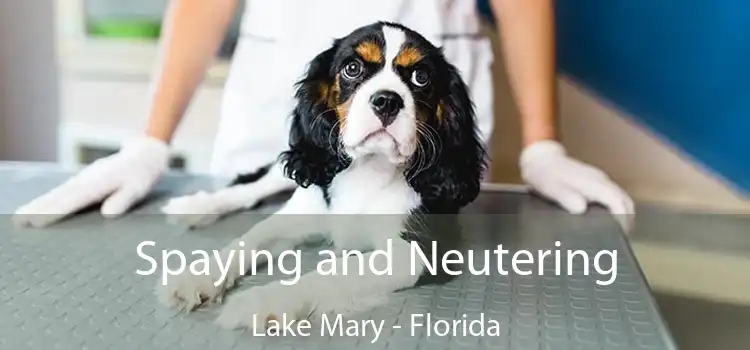 Spaying and Neutering Lake Mary - Florida