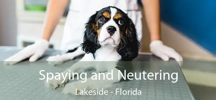 Spaying and Neutering Lakeside - Florida