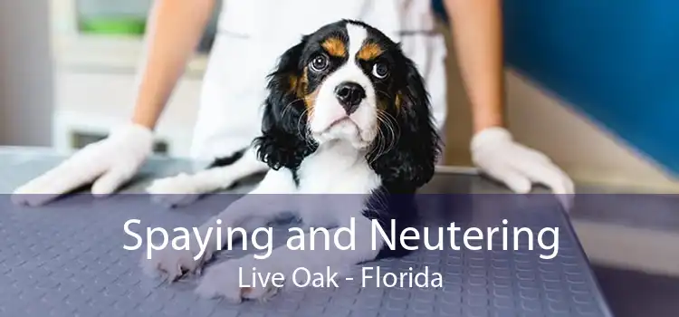 Spaying and Neutering Live Oak - Florida