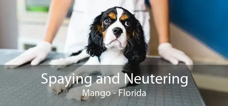 Spaying and Neutering Mango - Florida