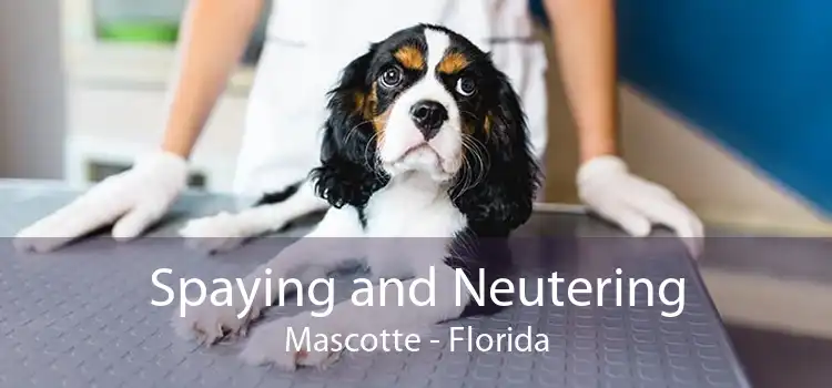 Spaying and Neutering Mascotte - Florida