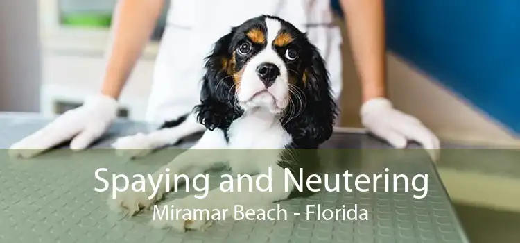 Spaying and Neutering Miramar Beach - Florida