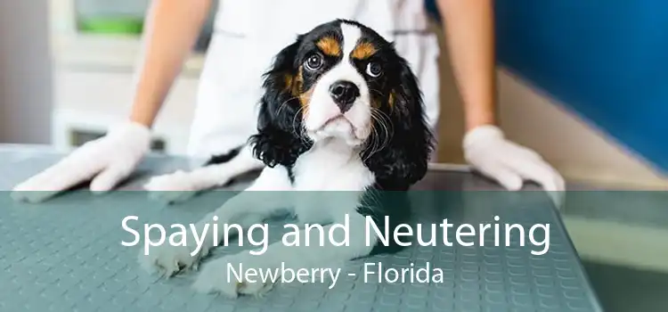 Spaying and Neutering Newberry - Florida