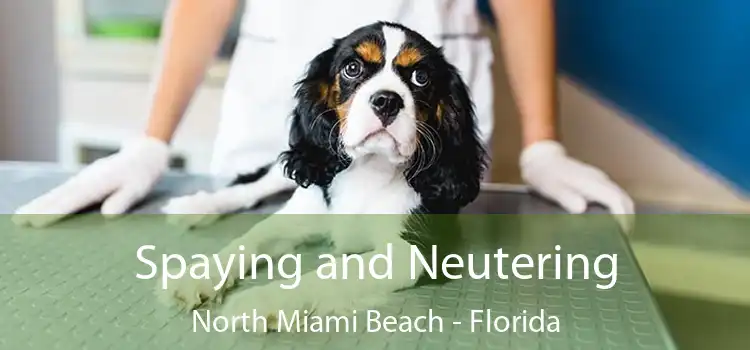 Spaying and Neutering North Miami Beach - Florida