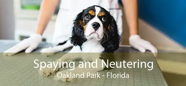 Spaying and Neutering Oakland Park - Florida