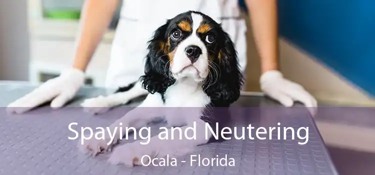 Spaying and Neutering Ocala - Florida