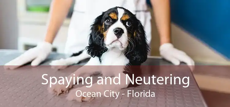 Spaying and Neutering Ocean City - Florida