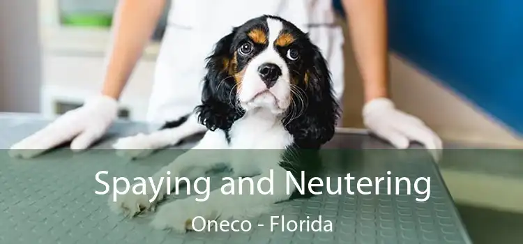 Spaying and Neutering Oneco - Florida