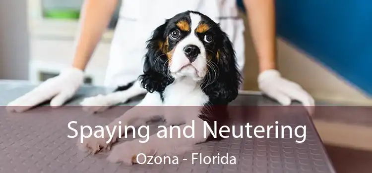 Spaying and Neutering Ozona - Florida