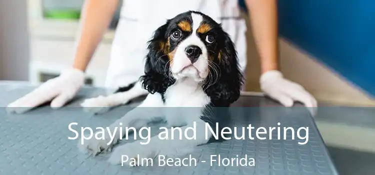 Spaying and Neutering Palm Beach - Florida