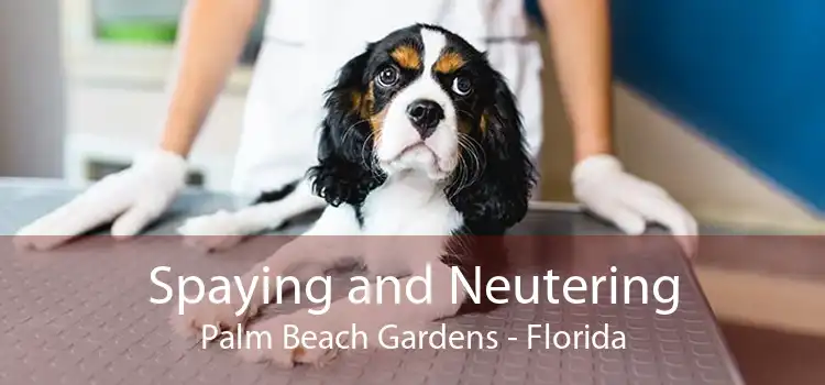 Spaying and Neutering Palm Beach Gardens - Florida