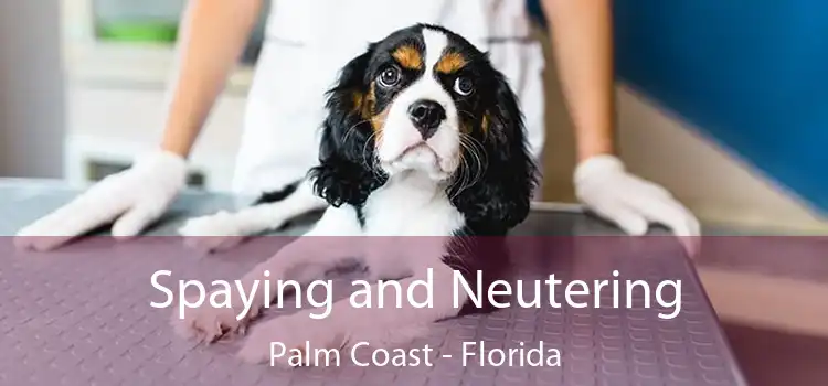 Spaying and Neutering Palm Coast - Florida