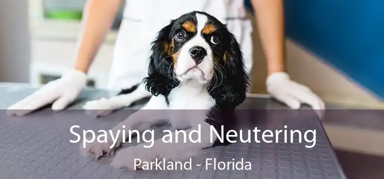 Spaying and Neutering Parkland - Florida