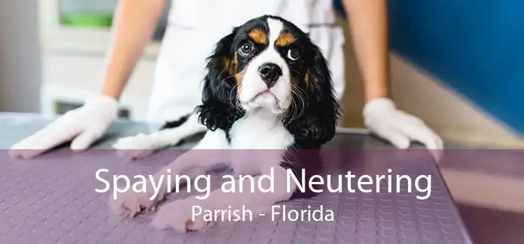 Spaying and Neutering Parrish - Florida