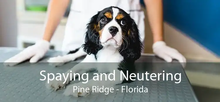 Spaying and Neutering Pine Ridge - Florida