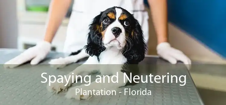 Spaying and Neutering Plantation - Florida