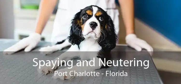 Spaying and Neutering Port Charlotte - Florida