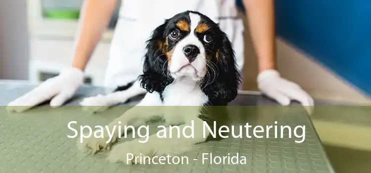 Spaying and Neutering Princeton - Florida