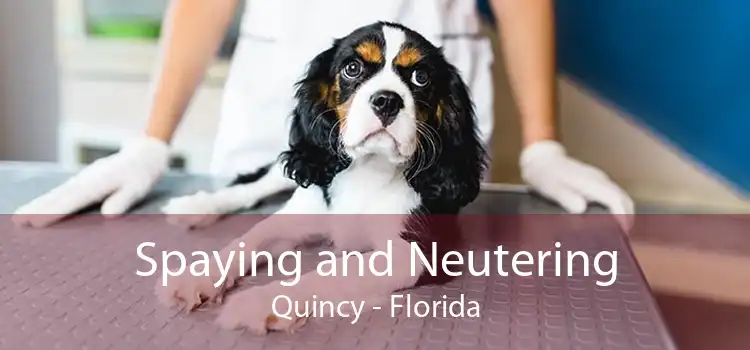 Spaying and Neutering Quincy - Florida