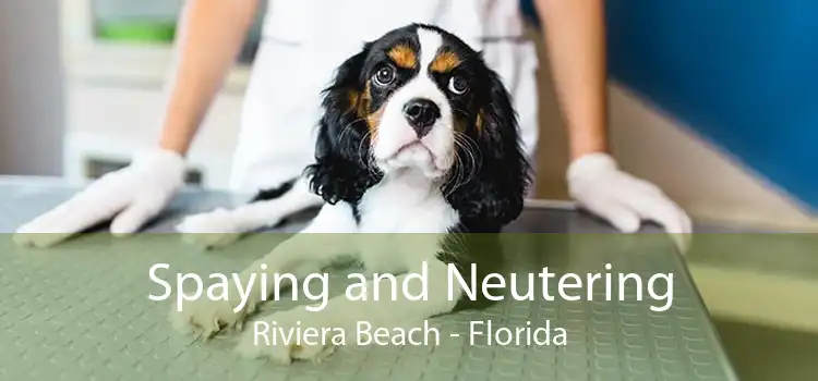 Spaying and Neutering Riviera Beach - Florida