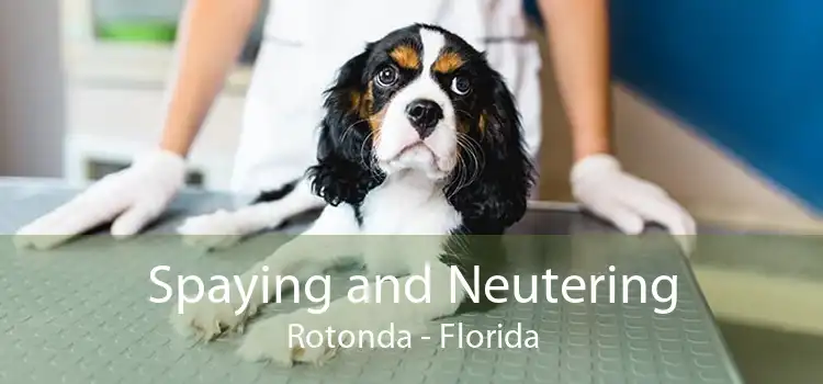 Spaying and Neutering Rotonda - Florida