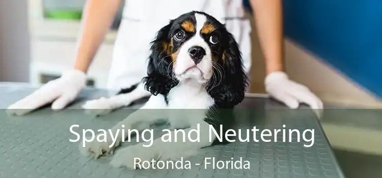 Spaying and Neutering Rotonda - Florida