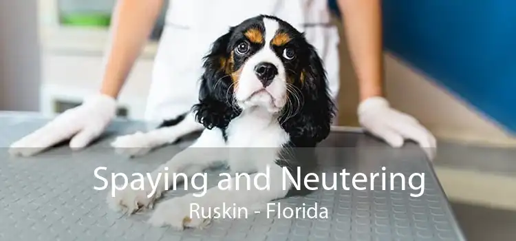 Spaying and Neutering Ruskin - Florida