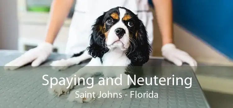 Spaying and Neutering Saint Johns - Florida