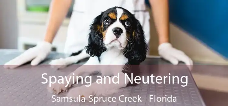 Spaying and Neutering Samsula-Spruce Creek - Florida