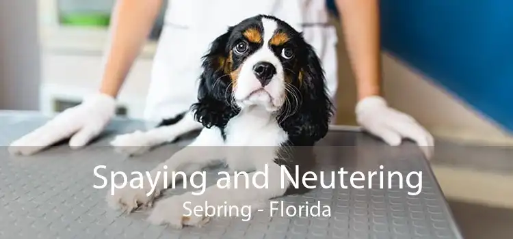Spaying and Neutering Sebring - Florida