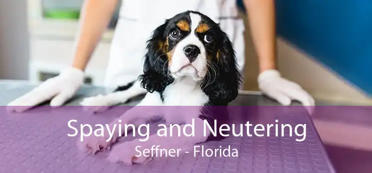 Spaying and Neutering Seffner - Florida