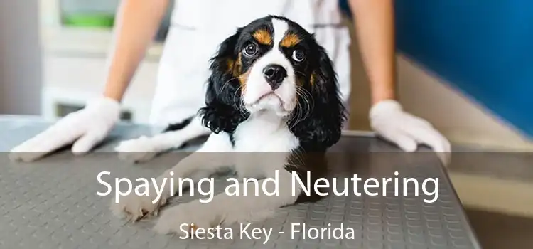 Spaying and Neutering Siesta Key - Florida