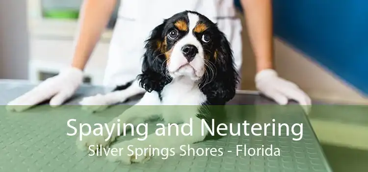 Spaying and Neutering Silver Springs Shores - Florida