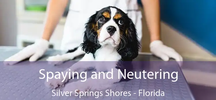 Spaying and Neutering Silver Springs Shores - Florida