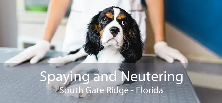 Spaying and Neutering South Gate Ridge - Florida