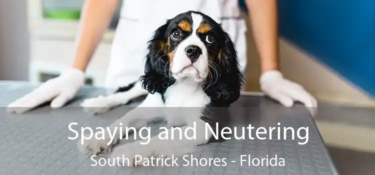 Spaying and Neutering South Patrick Shores - Florida