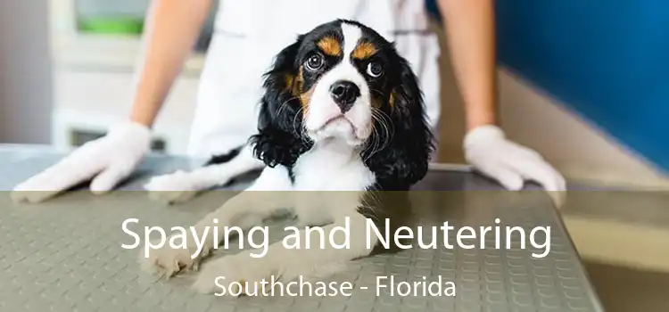 Spaying and Neutering Southchase - Florida