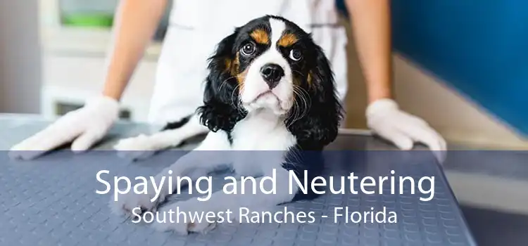 Spaying and Neutering Southwest Ranches - Florida