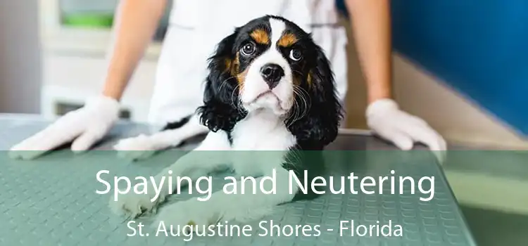 Spaying and Neutering St. Augustine Shores - Florida