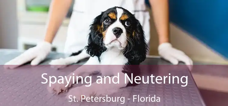 Spaying and Neutering St. Petersburg - Florida