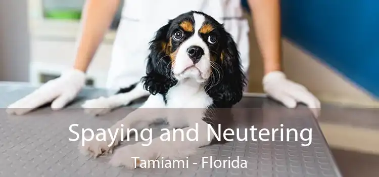 Spaying and Neutering Tamiami - Florida