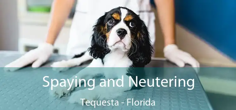 Spaying and Neutering Tequesta - Florida