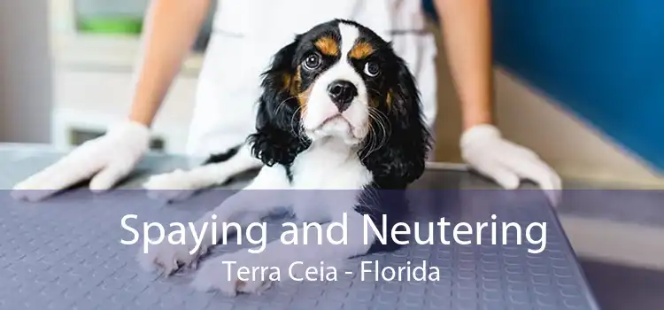 Spaying and Neutering Terra Ceia - Florida
