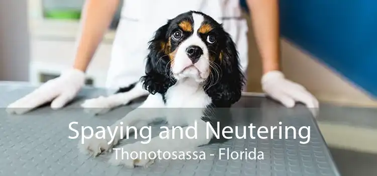 Spaying and Neutering Thonotosassa - Florida